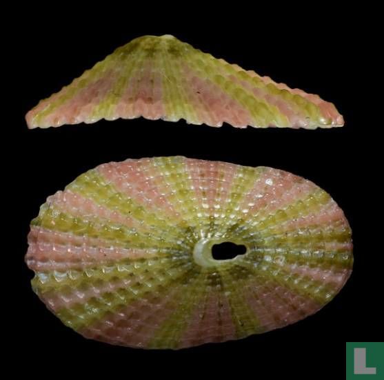 Diodora canariensis