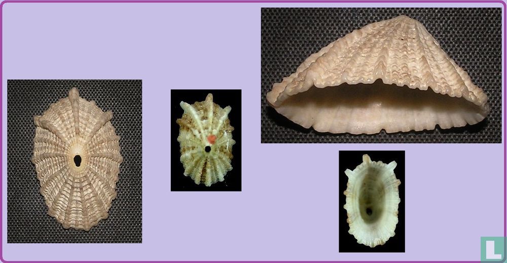 Diodora octagona