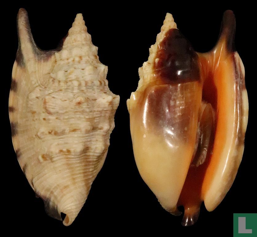 Euprotomus aratrum