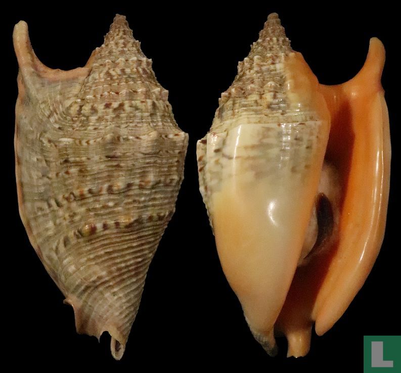 Euprotomus chrysostomus
