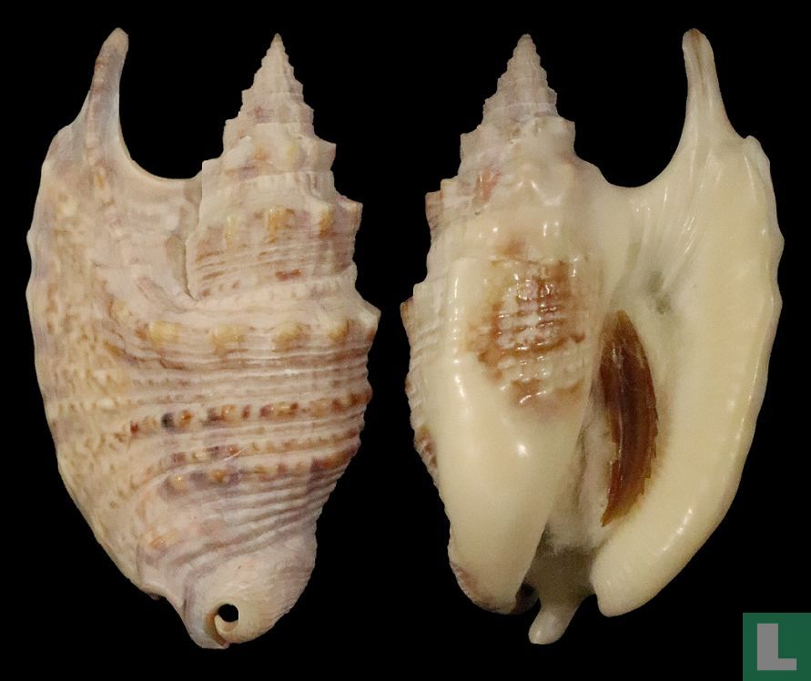Euprotomus iredalei