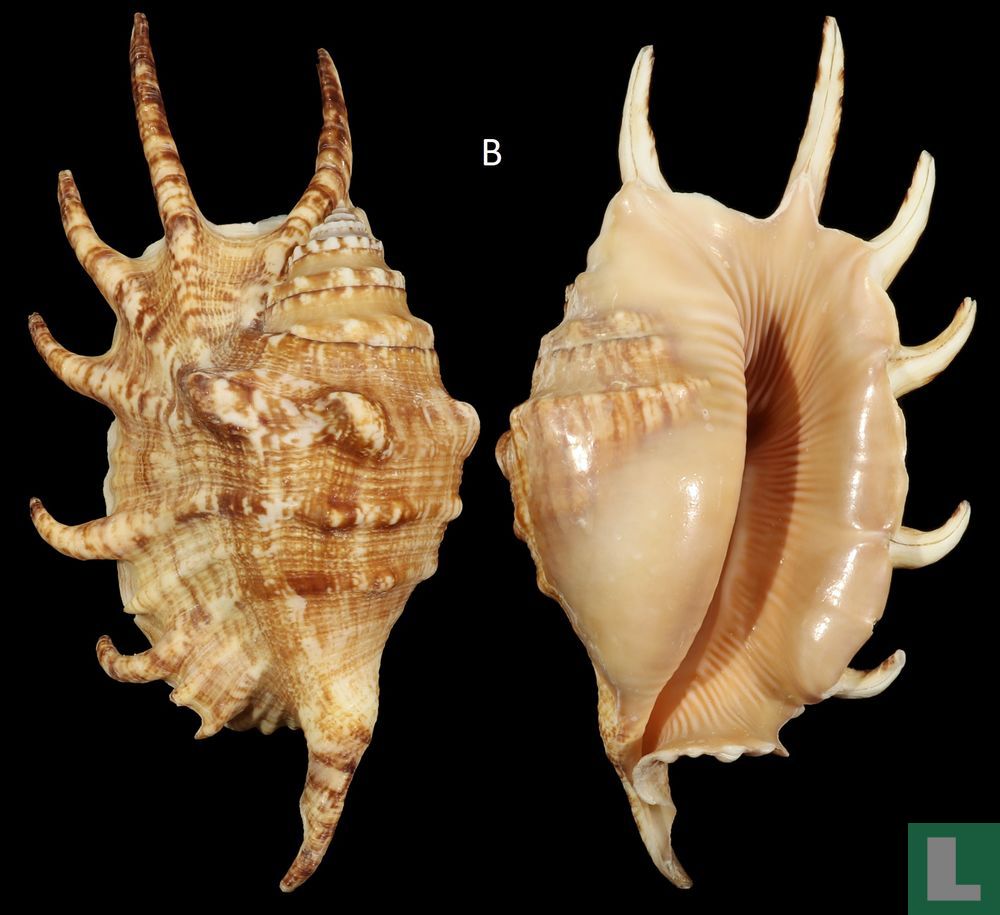 Lambis vertriesti