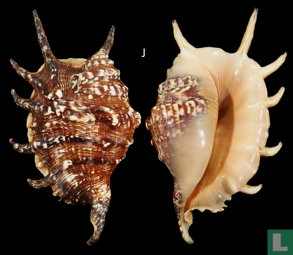 Lambis vertriesti