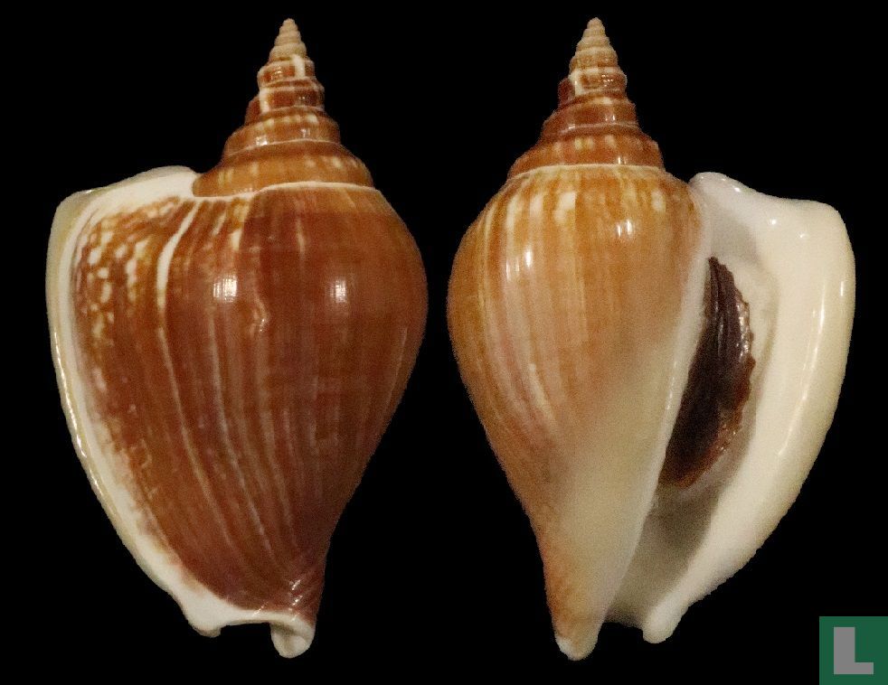 Laevistrombus turturella