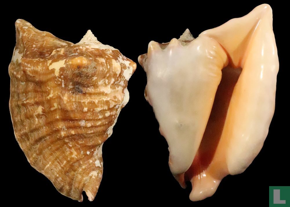 Lobatus peruvianus