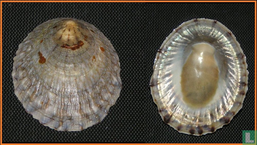 Cellana denticulata