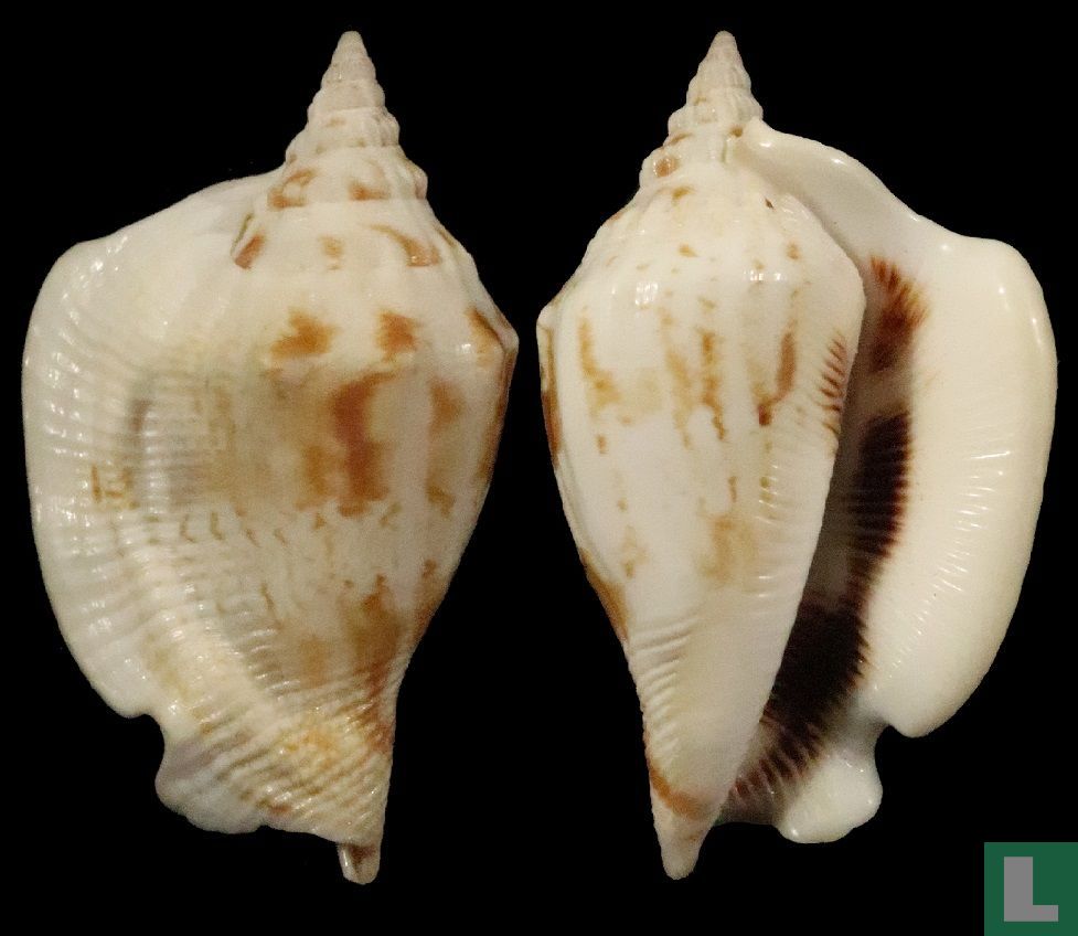 Dolomena columba
