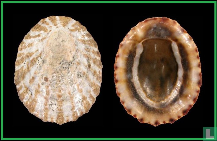 Cellana strigilis