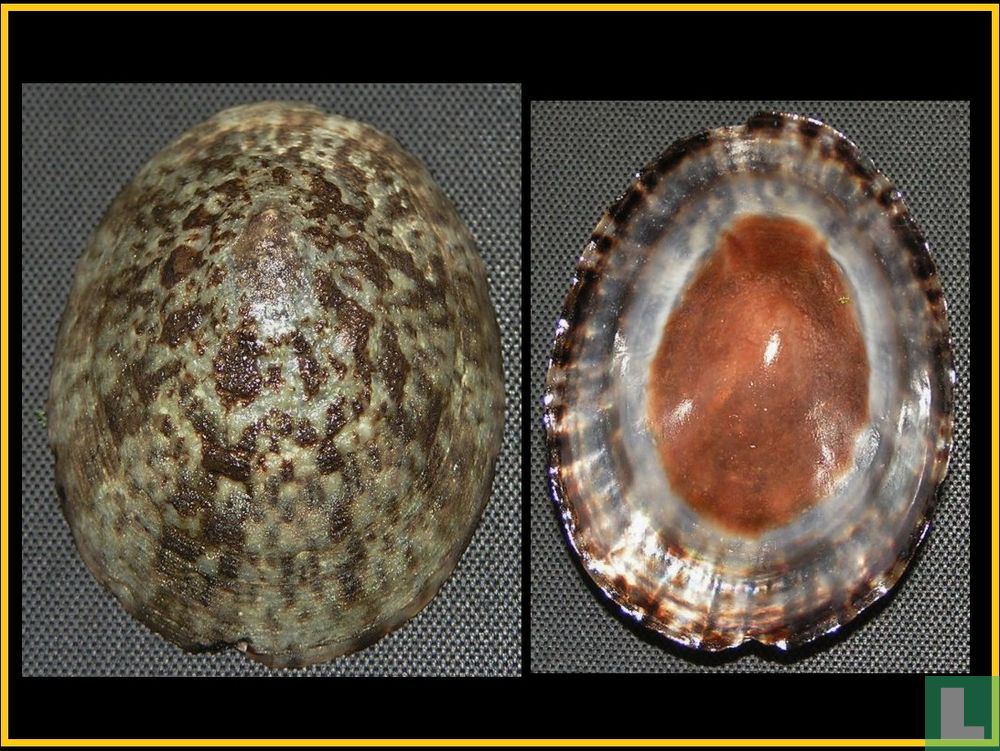 Cellana grata