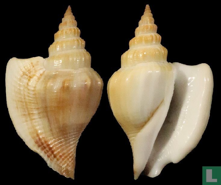 Dominus labiosa