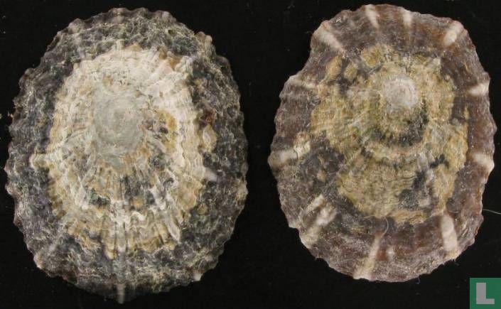 Cellana pricei