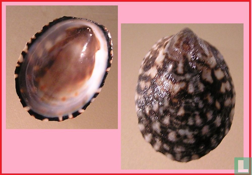 Cellana strigilis