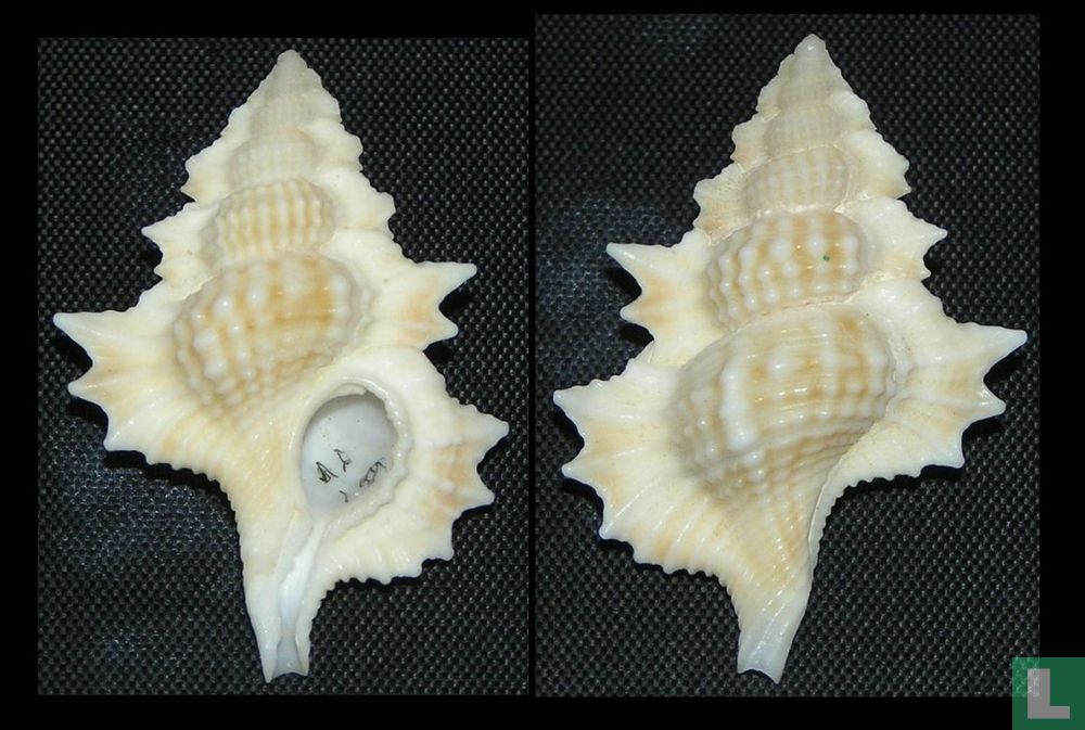 Gyrineum perca