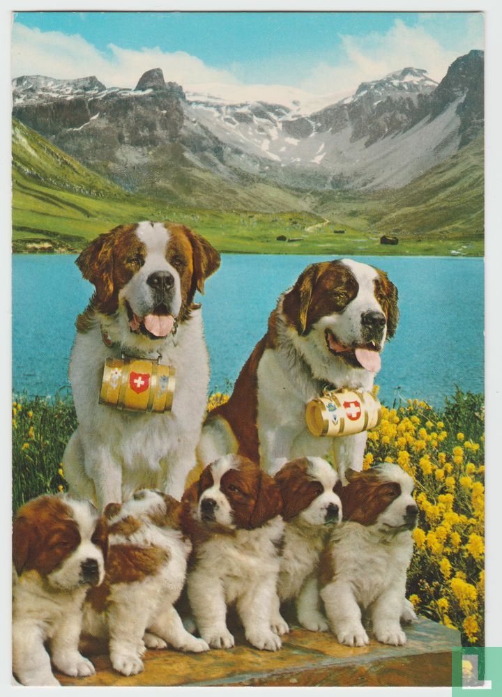 St. Bernard dogs with puppies, St Bernard avec petits, Bernhardiner hund mit Jungen, Cani cagnolini S. Bernardo, Dogs, Animals, Postcard - Animals: Dogs LastDodo