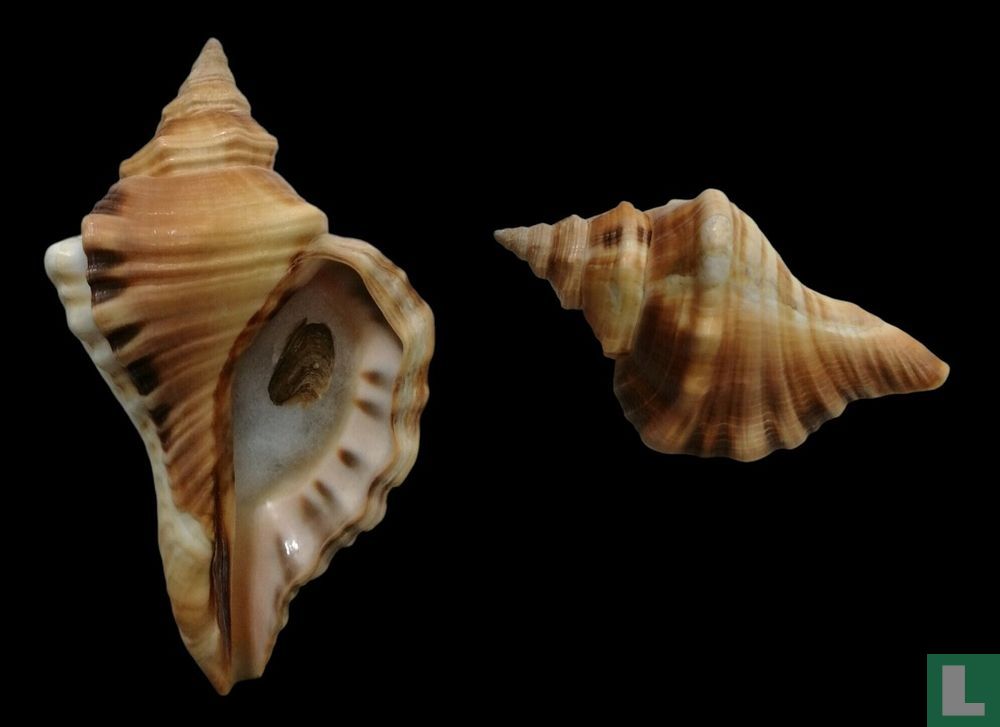 Cymatium tigrinum