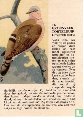 Groenvlek Tortelduif