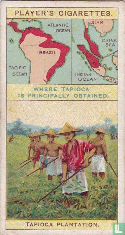 Tapioca Plantation