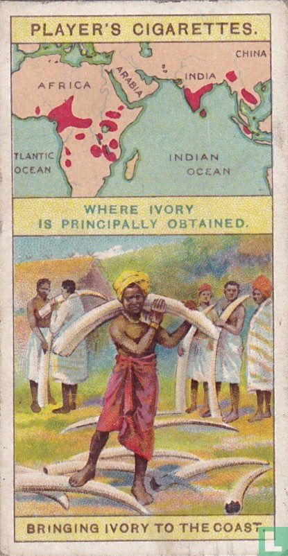 Bringing Ivory to the coast
