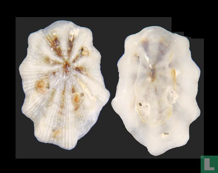 Lottia pediculus