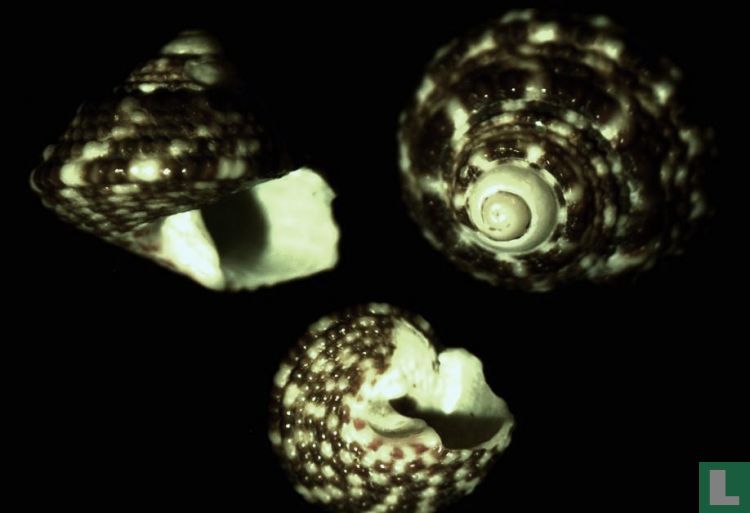 Clanculus philippi