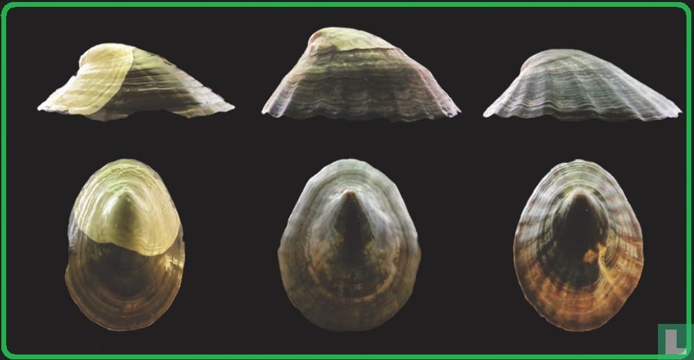 Nacella kerguelenensis