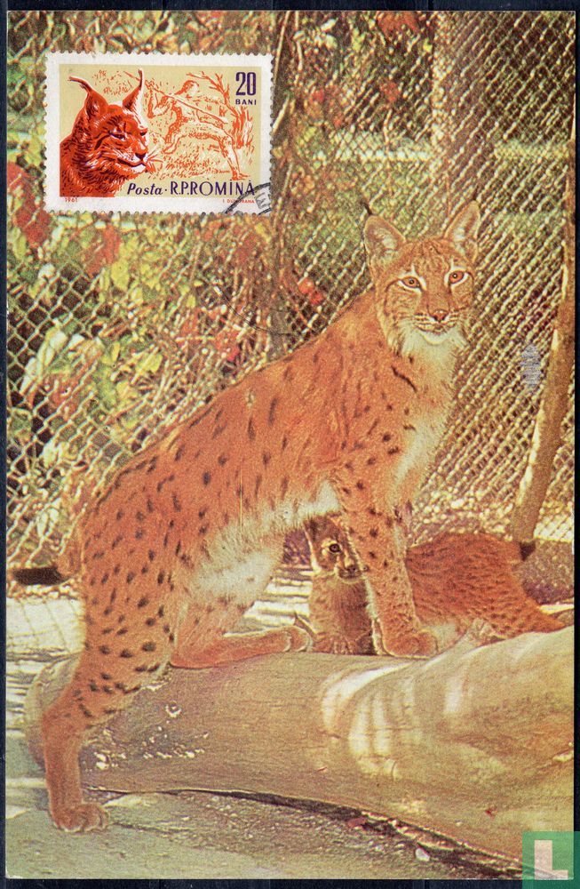 Lynx