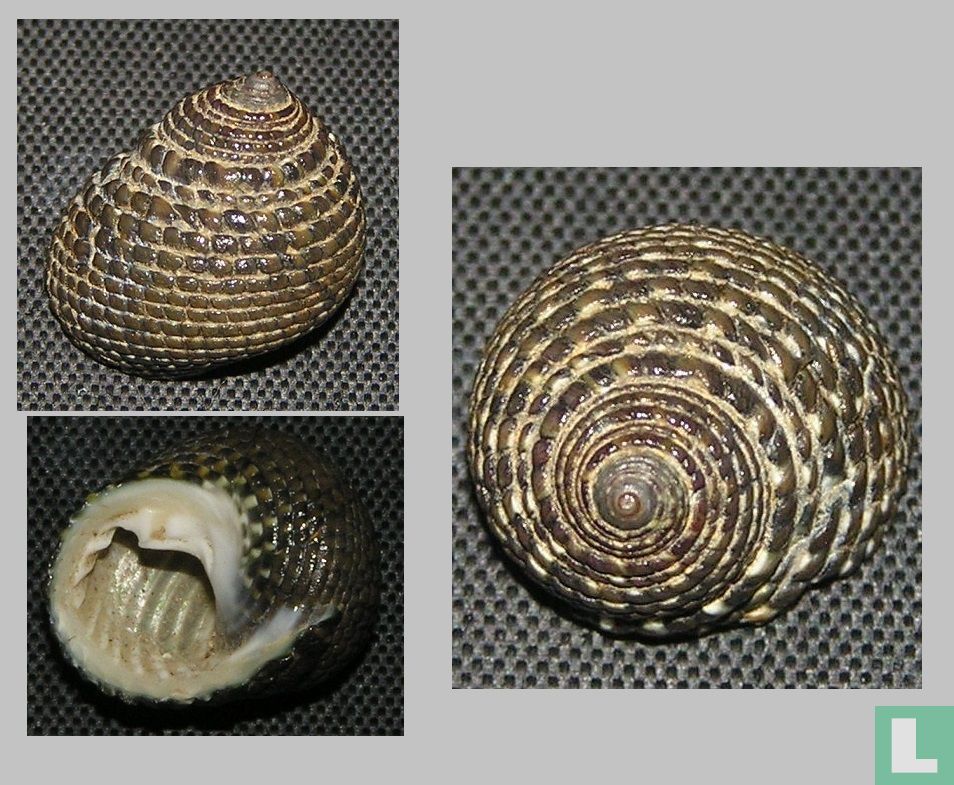 Clanculus escondidus