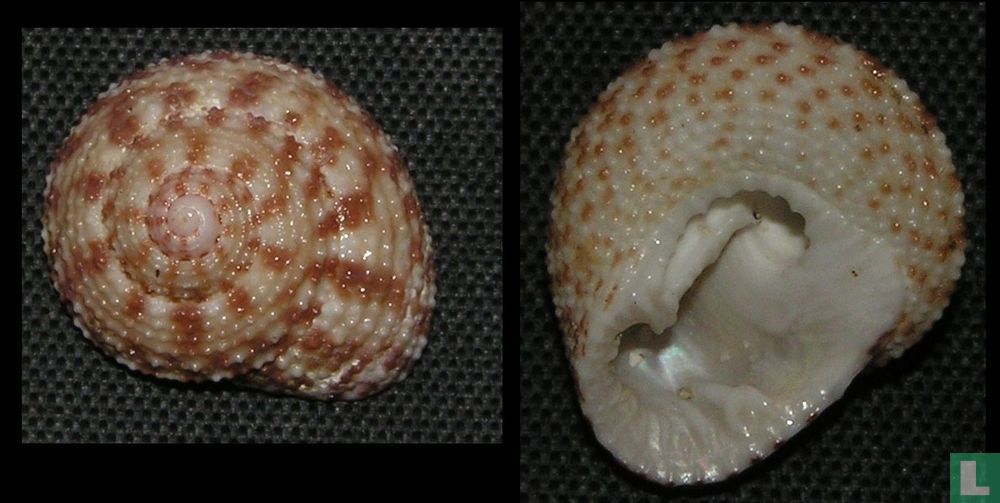 Clanculus aloysii