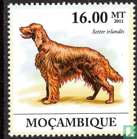 chiens
