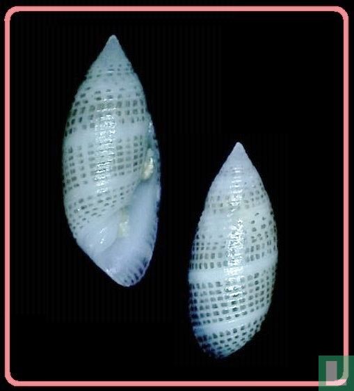 Pupa solidula