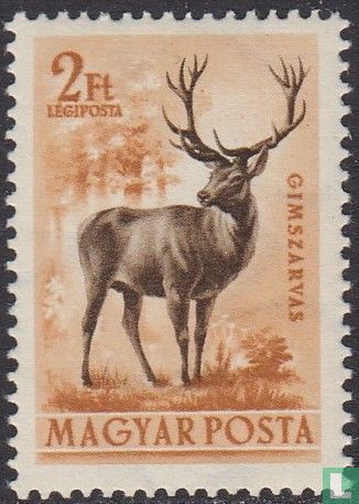 Cerf élaphe