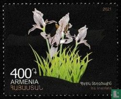 Iranische Iris