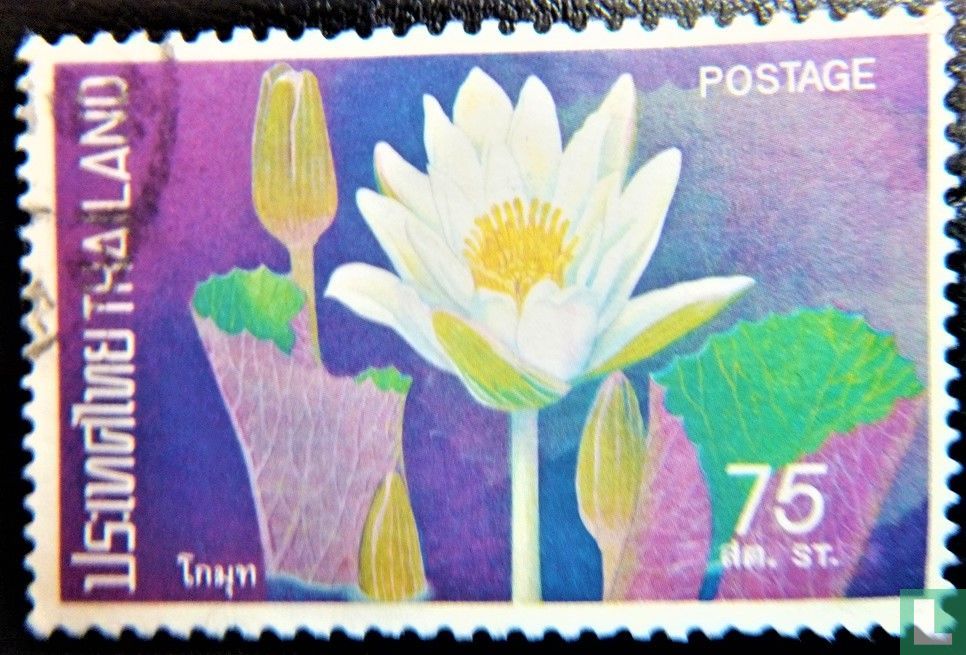 Wasserlilien