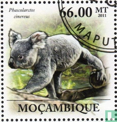 Koala