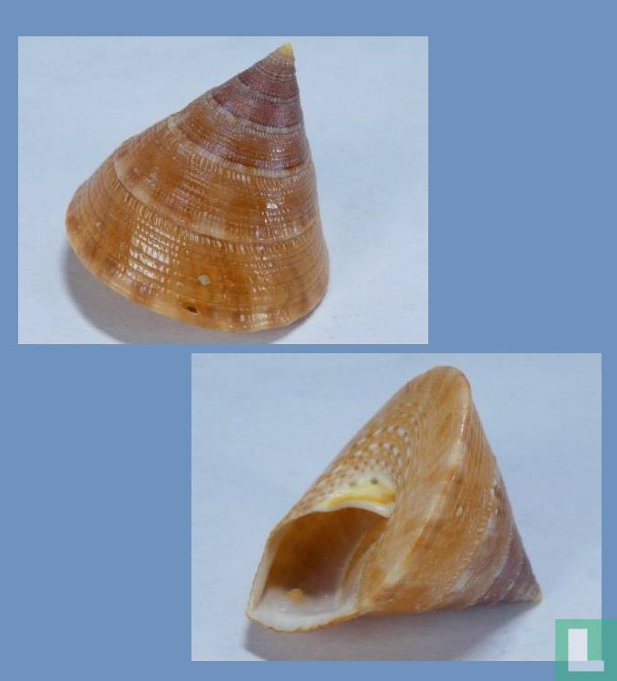 Astele ciliaris