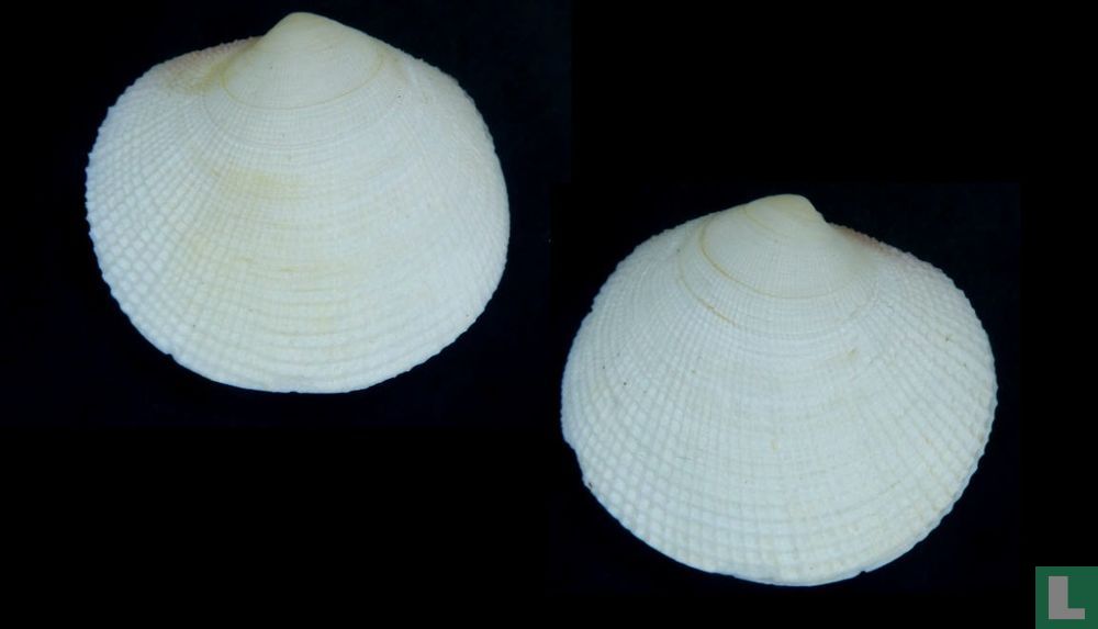 Codakia interrupta