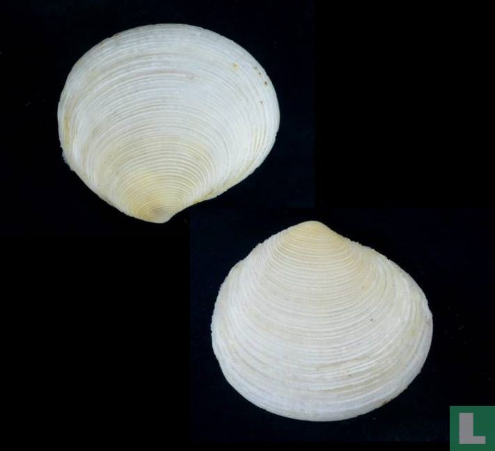 Semele casta