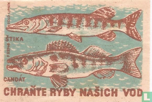 Chrante ryby nasich vod