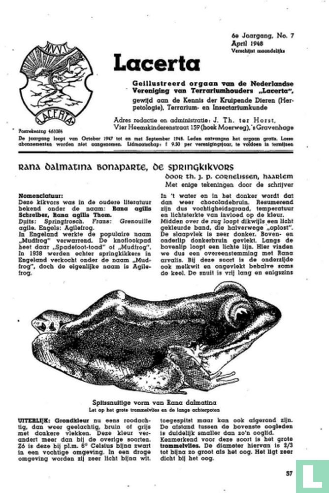 Lacerta 7