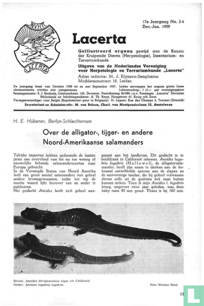 Lacerta 3