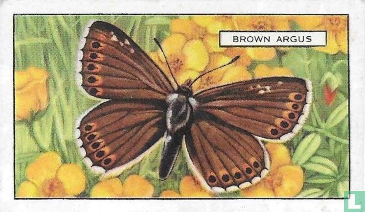 Brown Argus