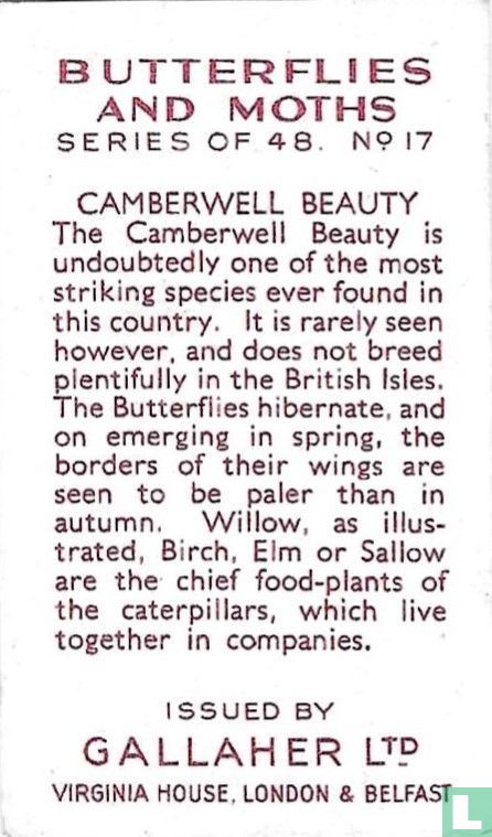 Camberwell Beauty