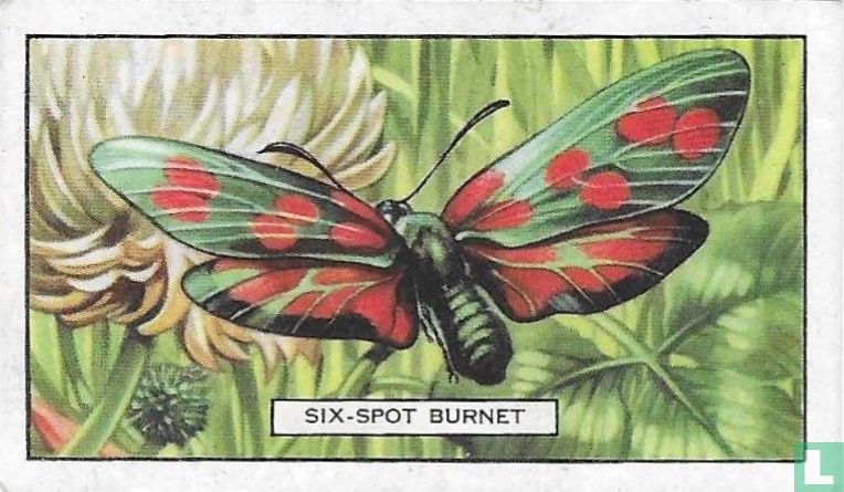 Six-Spot Burnet