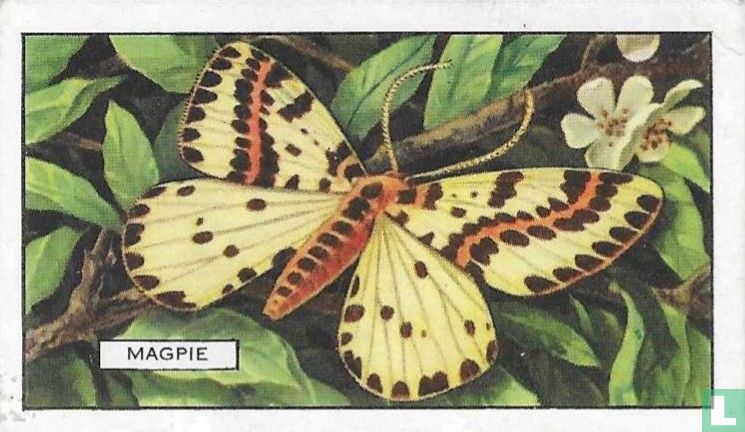 Magpie