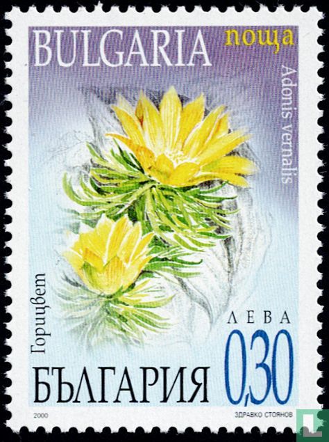 Spring Flowers