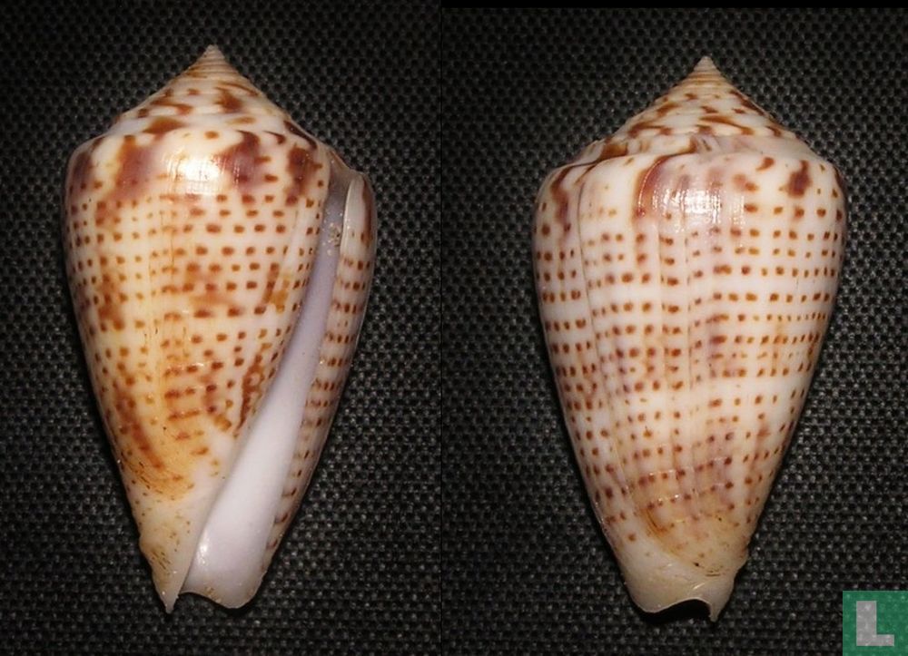 Conus boeticus
