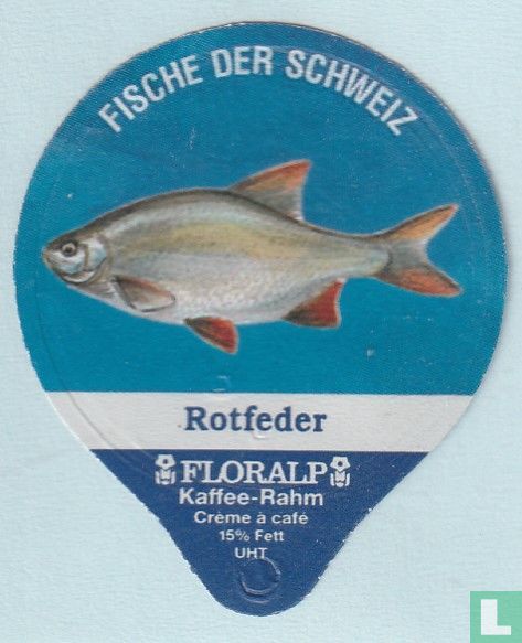 Rotfeder