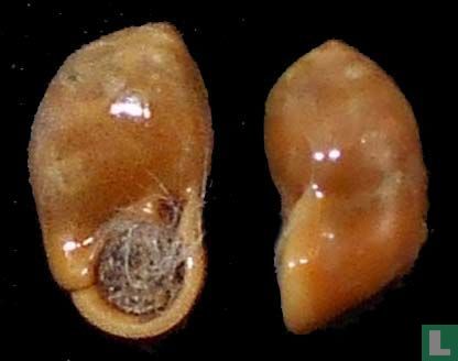 Pupina speculum