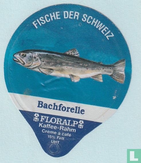 Bachforelle