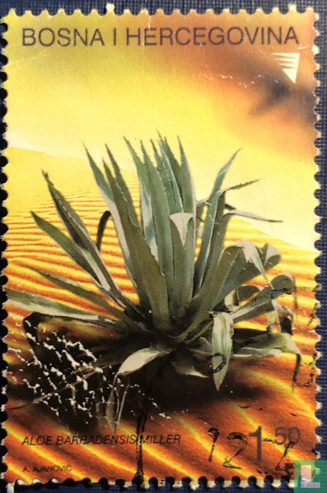 Cactus